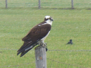Osprey hanging out on small post.